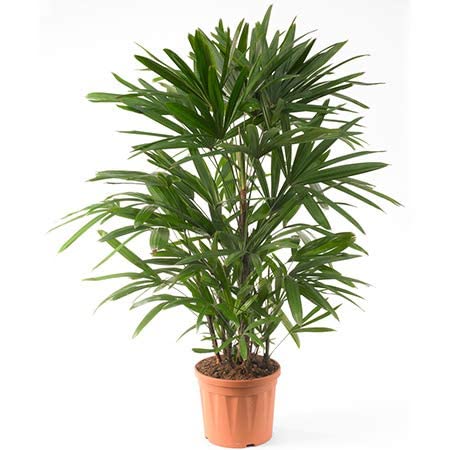 UGALOO Raphis Palm Indoor Office Palm for Decoration/Balcony Palm for Home (B0BN8MD5HS) Amazon Price History, Amazon Price Tracker