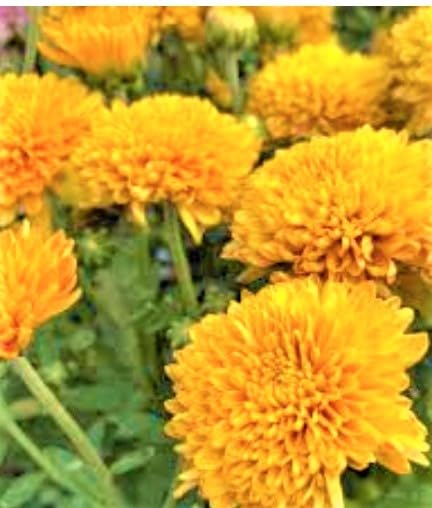 NATURE WORLD PREMIUM HYBRID STRONG YELLOW FLOWER CHERRYSANTHEMUM CHAMANTHI HEALTHY LIVE PLANT FOR GREAT HOME GARDENING (B0CB4SH1HB) Amazon Price History, Amazon Price Tracker