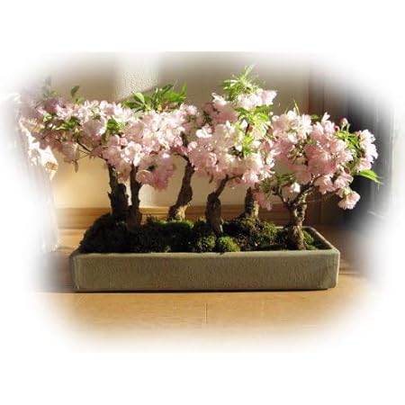 Amazon Co Jp 桜盆栽 盆栽桜 さくら ラッキー7 桜並木盆栽 春に綺麗なお花見ができる桜盆栽 お祝いの贈り物に Diy 工具 ガーデン