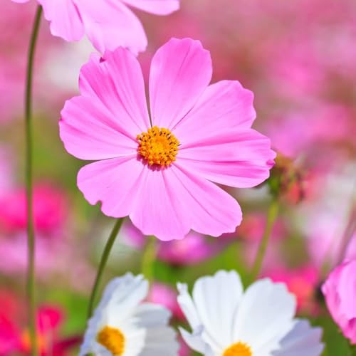 Image of Cosmos Flower Seeds Mix Pack of 50 Plus Seeds Multicolor Seasonal Flower Seeds for Home Garden Balcony Pots Outdoor Gardening