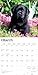 Black Labrador Retriever Puppies | 2026 12 x 24 Inch (Hanging) Monthly Square Wall Calendar | Plastic-Free | BrownTrout | Animals Dog Breeds Puppy