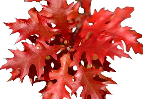 Planta natural en cepellón, arbol Quercus Rubra. Roble Americano. 20-25 cm. Sombra rápida, belleza otoñal con colores rojos intensos. Segura Garden