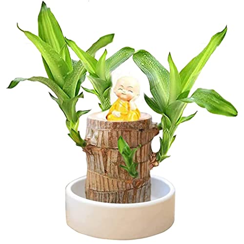 Goniome Mini Brazil Lucky Wood,Hydroponic Tree Stump Desktop Plants,Indooroffice Desktop Plant To Purify Indoor Air (Wood+Monk) #TOP24