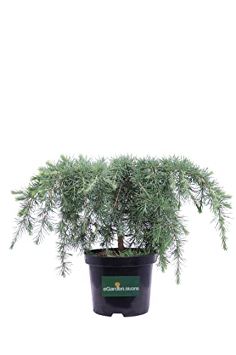 Pianta di Cedrus Deodara Feelin Blue Pianta di Cedro dell'Himalaya pianta da esterno alberello ornamentale di Cedrus pianta conifera pianta vera venduta da eGarden.store
