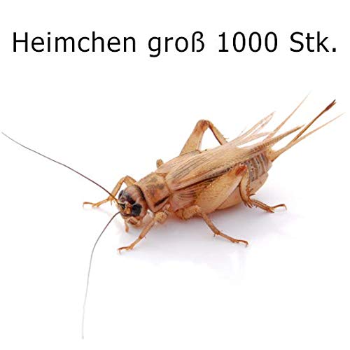 Große Heimchen, 1000 Stück, Futterinsekten