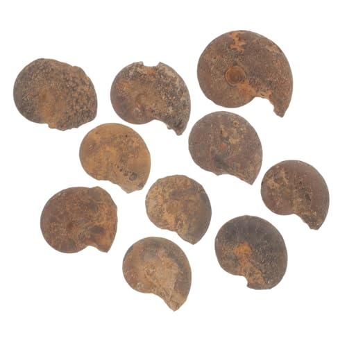 PRETYZOOM Ammonite Models for Boys and Girls Real Ammonite Specimen Toys Educational Value and Decorative