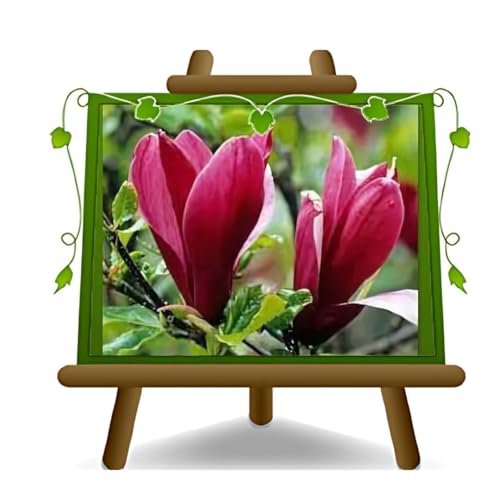 Magnolia Nigra Plantas Ornamentales Jarrón 24 cm