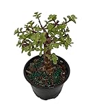 Spekboom Miracle Plant - Creme & Green Mini Jade - Portulacaria afra VAR -4' Pot