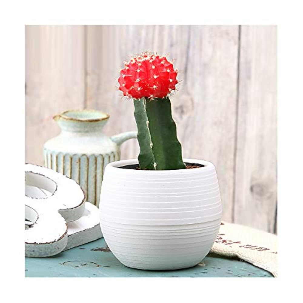 Amazon.co.jp: （観葉植物）サボテン ヒボタン（緋牡丹） レッド