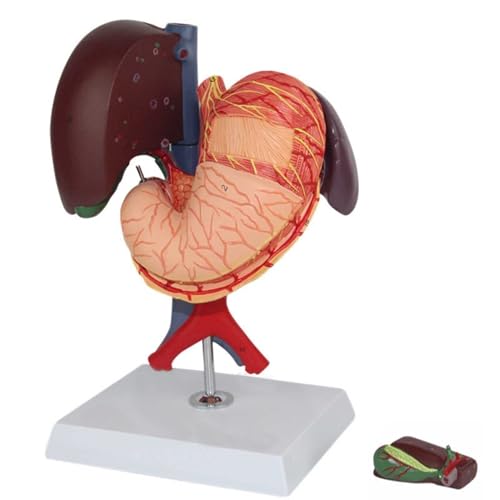 Human Organ Model, Human Liver Anatomy Model, Detachable Human Liver gastrointestinal Tract Anatomy Model, Life-Size Liver Pancreas Duodenum Simulation Model Anatomy