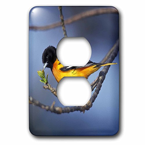Oriole du Nord mâle cache prise de courant double oiseau Baltimore 3dRose