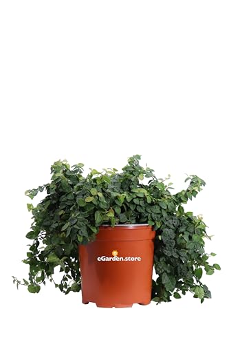 eGarden.store Pianta di Ficus Pumila Pianta di Ficus Repens pianta da esterno pianta di Ficus rampicante pianta ornamentale pianta vera venduta