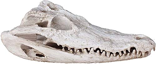 Crâne de crocodile et statue en résine pour sublimer votre bureau ou bibliothèque