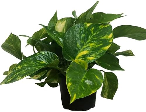 Golden Pothos Live Plant, Easy Care...