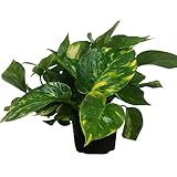 Golden Pothos Live Plant, Easy Care Indoor House Plant in Grower's Pot, Potting Soil, Great for Outdoor Hanging Planter or Basket, Housewarming Gift, Desk Decor, Room Decor, BSBD