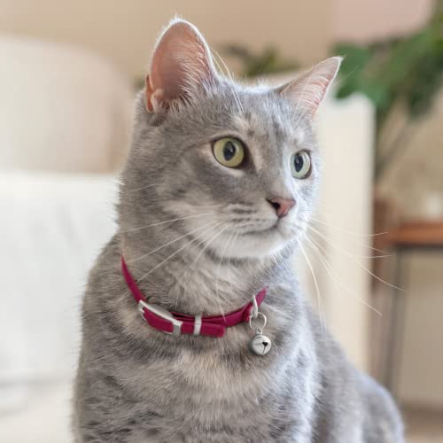 Image of CollarDirect Leather Cat Collar With Elastic Safety Strap And Bell For Boy, Girl, Kitten (Neck Fit 6 inch-7 inch, Pink),?17.78 cm,W 15.24 cm