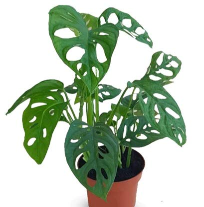 Mandy's Farm Monstera Adansonii Swiss Cheese Live Plant