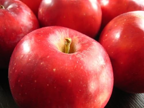 無農薬りんご 神さんのりんご 紅玉 4.5kg (約18?25個前後)1箱<10月中旬以降発送予定>★宅配便★ 親子2代無農薬栽培で45年以上も生産を続けています。青森県若葉農園生産者神さん