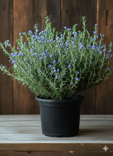 Set 2 Rosemary Plants Live Ready to Grow Rosemary Plant 6 to 8 Inches Hardy Fragrant Herb Plants for Outdoor Garden 4 Potted Plants