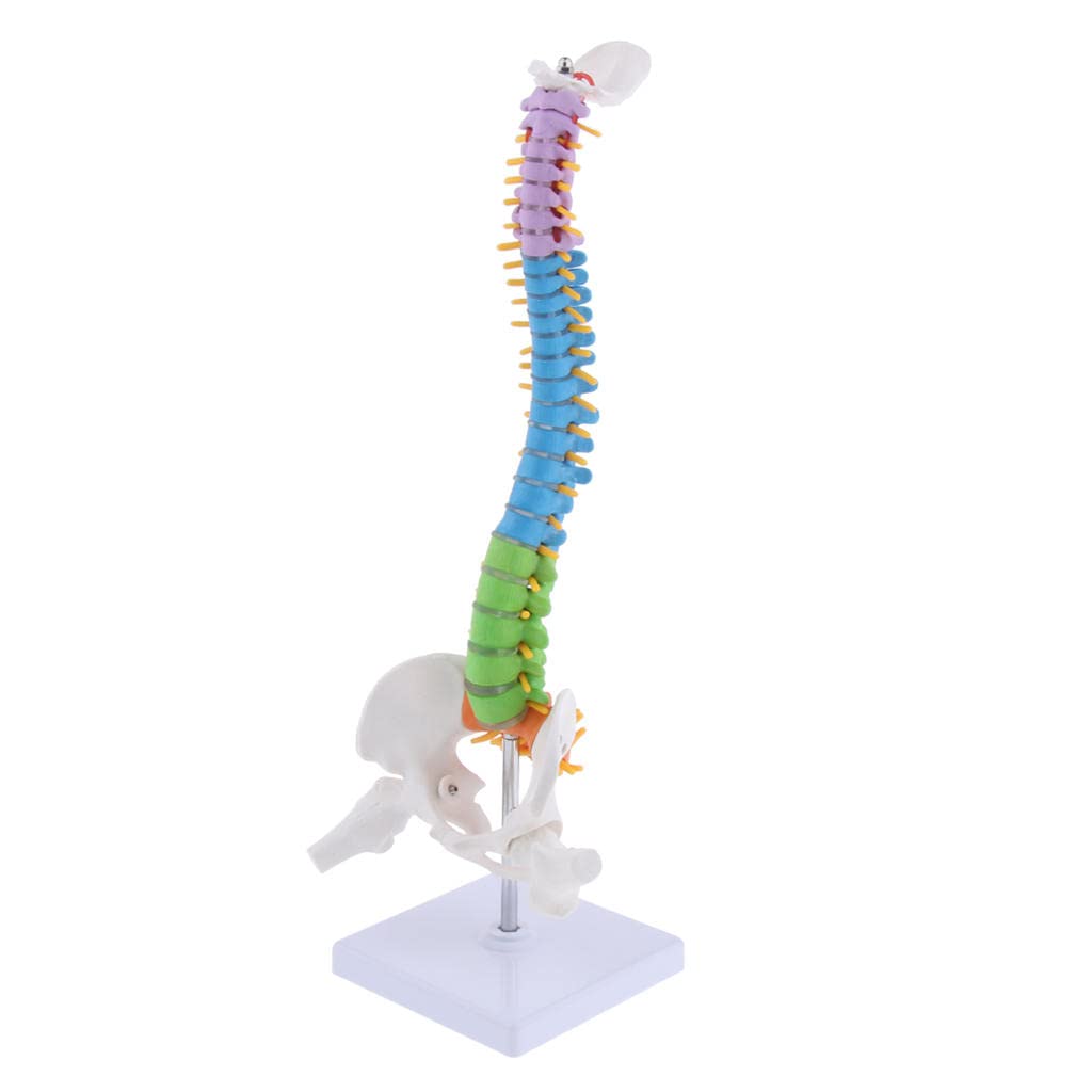 Colonna Vertebrale Umana Vertebra Colonna Vertebrale Medical Modello Didattico Che Illustra Le Ossa E La Cartilagine 161314844