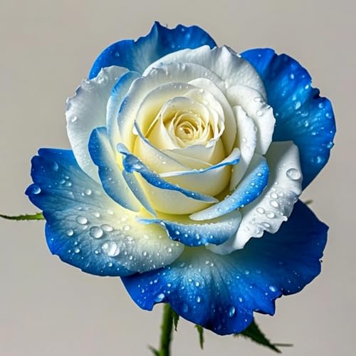 HGJKYTFCDG Strauchrose duftend Rhizome - Duftende Hybride Rosen-1 Rosen knolle-U