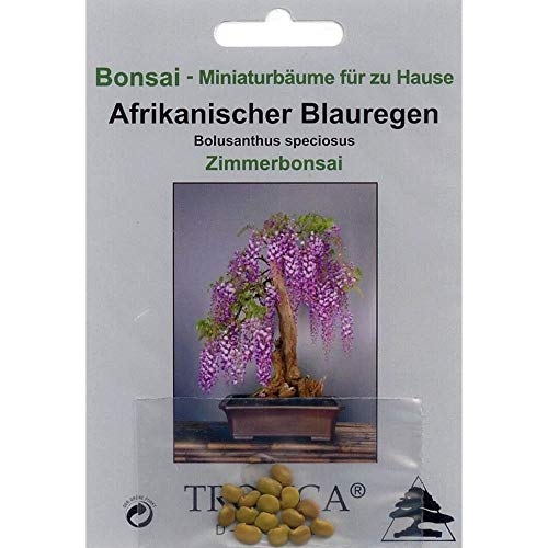 Bonsai Samen Tropica Afrikanischer Blauregen für Kletter-Bonsai Zucht