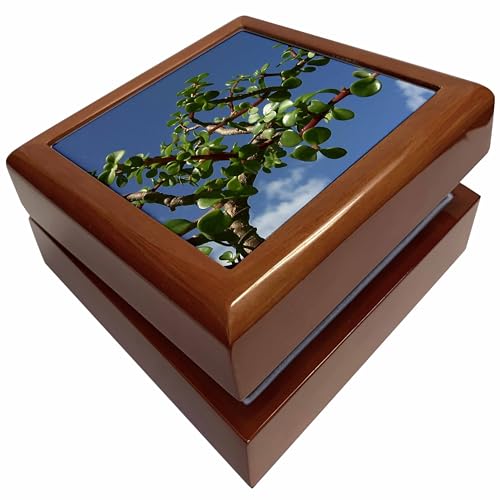 3dRose Bonsai portulacaria afra tree 1, Jewelry Box jb-182076-1