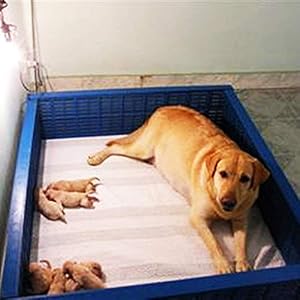 Brush Bottle Kit Feeding Milk Small Animal Hand Nurser Puppy Set of 2 L8