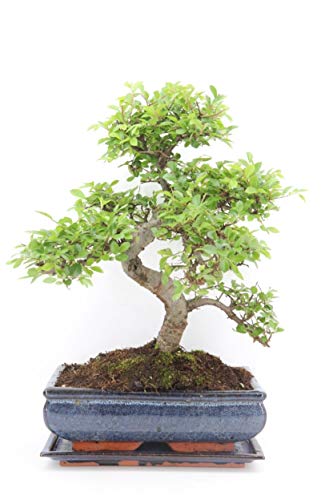 Chinese Elm Bonsai Tree - You Choose (Large Chinese Elm)