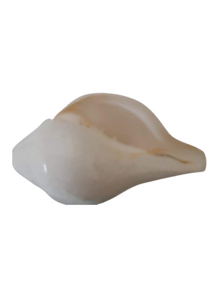 Hari Har Exim Blowing Shankh | Bajne Wala Shankh | Vamavarti Shankh 5.5 inches