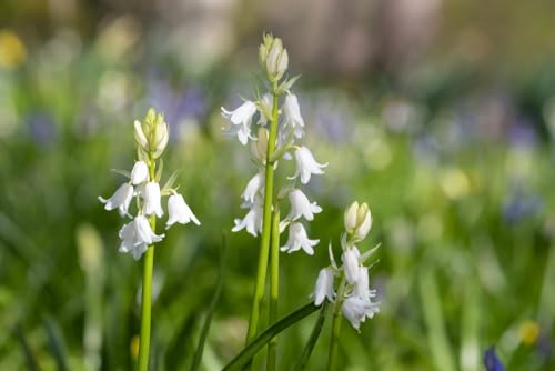 White Spanish Bluebell Bulbs for Planting - Hyacinthoides Hispanica White - Easy to Grow Perennial Flowers for Garden or Container Growing (20 Bulbs)