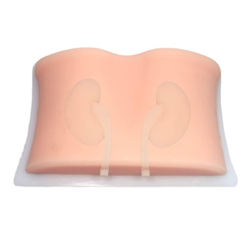 ZQJYMXM Advanced Kidney Anatomy Mannequin, Ultrasound Guided renal biopsy Training, Nursing Teaching Education Adult Student Practice