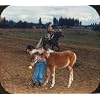 Horses 3D View-Master 3 Reel Set