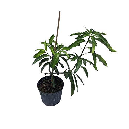 Glenn Mango Tree, Grafted, 3 Gal Container from Florida