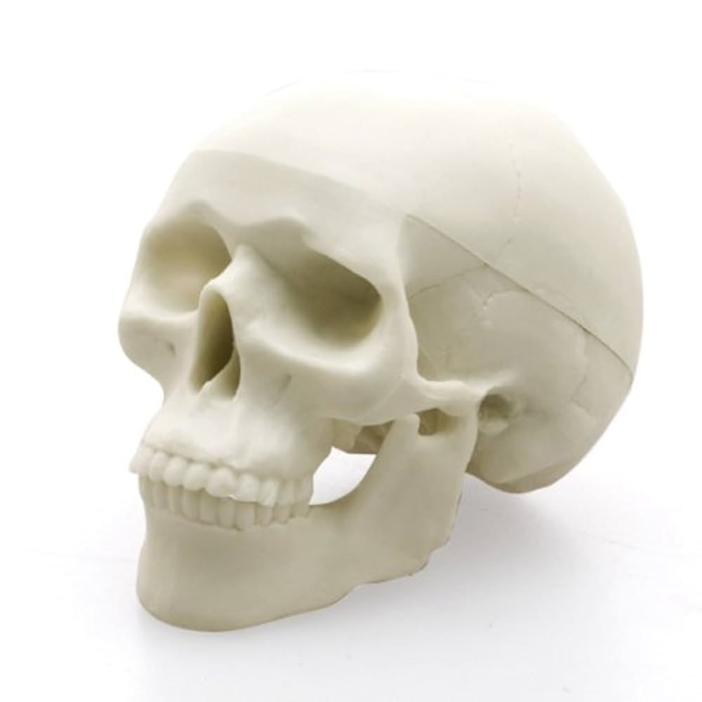 Amazon | FAVORITE フェバリット ホネケシ ヒューマンスカル