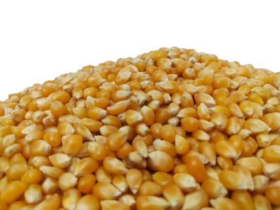 Maize Popcorn Seeds (Butterfly Type) | Raw Makka/Corn/Bhutta/Pori Kernels | Ready to Cook | High Expansion Quality | Healthy Homemade Snack | Premium Raw Popcorn Seeds Pack of (1 kgs, Unflavoured)-picture-19