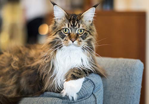 Nulo Freestyle Freeze-Dried Raw Cat Food, Turkey and Duck, 3.5 oz - Grain Free Cat Food with Probiotics, Ultra-Rich Protein to Support Digestive and Immune Health - Premium Pet Food Topper, Orange