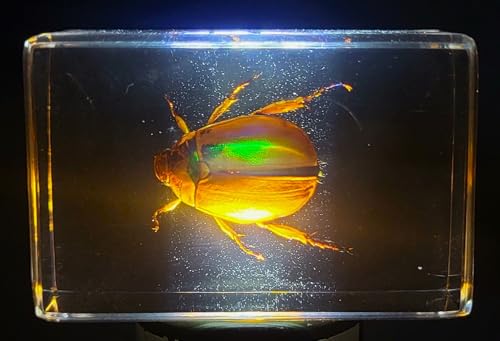 Image of 44mm Real Shiny Christmas Beetle in Crystal Clear Lucite Resin Specimen Preserved Animal Insect Bug Taxidermy Collection for Biology Science Education & Desk Ornament Display