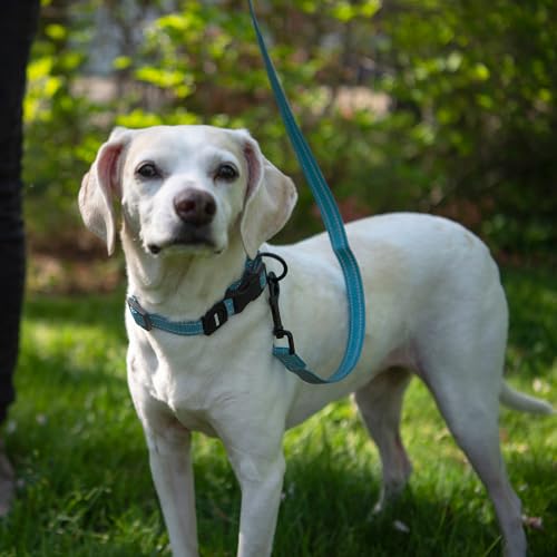 Image of Best Pet Supplies Voyager Reflective Dog Leash or Collar with Neoprene Handle, for Small, Medium, and Large Breed Puppies, Cute and Heavy Duty for Walking, Running and Training - Baby Blue (Leash), L