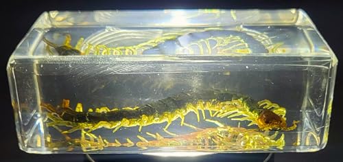 Image of 2.9 inch Real Black Centipede in Crystal Clear Lucite Resin Crafts Specimen Preserved Various Animal Insect Bug Taxidermy Collection for Biology Science Education & Desk Ornament Display Supplies
