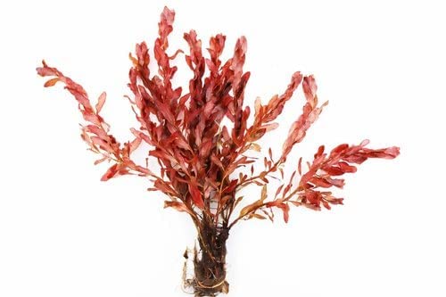 Maalavya Live Aquarium Aquatic Plant Ludwigia inclinata Live Plant With Pot (8 to 10 Stems) (Pack Of 3) (B09RQVCKZZ) Amazon Price History, Amazon Price Tracker
