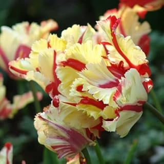20 x Tulip Bulbs - Tulip Flaming Parrott Flowered Bulbs Size 10/11. Stunning Parrot Tulip Bulbs, Spring Flowering Bulbs-Autumn Planting-Ready for Planting Now