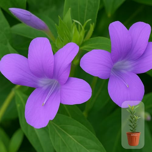 Image of Indian Gardens - Purple Colour Barleria cristata /Decemeber flower plant 6 inch Terracotta Colour Pot