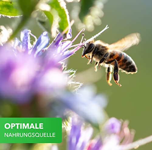 Magic of Nature Blumensamen Mischung - Bienen Paradies - 1kg - Kinderleichte Anwendung - Blühfreudige Bienenweide - Aussaat-Tipps - Für 300 bis 500 m²