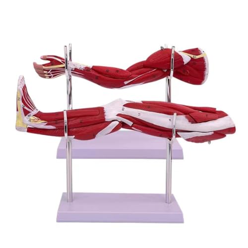 Modèle de tissu des extrémités avec segments musculaires détachables pour étude du haut du bras