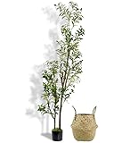 A&M - Artificial Olive Tree 180cm (6ft) Tall, 720 Leaves & 40 Fruits, Large Faux Olive Plant with Basket, Lifelike Indoor Tree with PE Trunk & Fabric Leaves for Home, Office & Living Room Decor