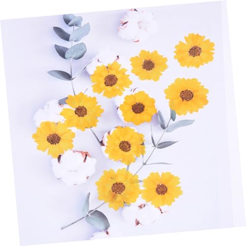 Flores Secas Margarita para Manualidades 96pcs miniatura 6