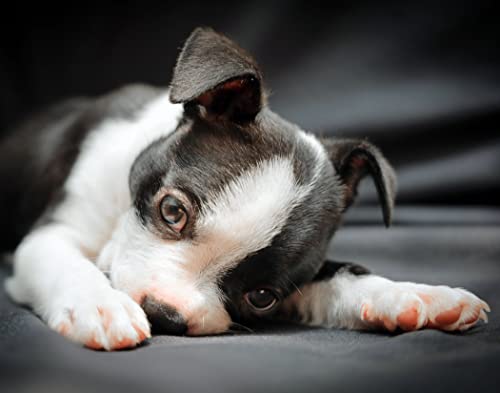 Boston Terrier Puppy Nap TimeFur Baby Pet Dog Wall Art Canvas Texture HD Print 11x14-8x10 Handmade in USA