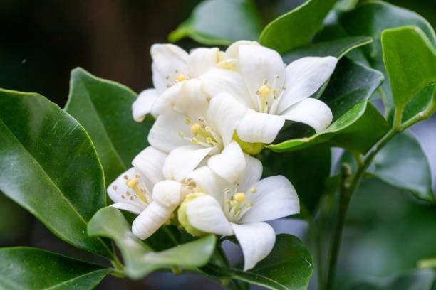 Image of Live Madhu Kamini Plant with Pot | Murraya Paniculata Orange Jasmine Fragrant Flowering Shrub | All Season Evergreen Outdoor Plant for Home Garden Balcony Terrace Decor | Pack of 1