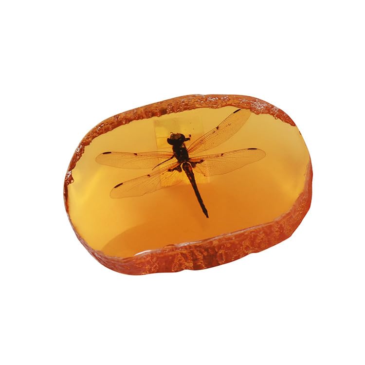 RRBMMH 1 Pc Amber Fossil Insect, Dragonfly Scorpion Artificial Amber Specimen for Amber Fossil Collections Ornament Decor Resin Crystal Sample (Dragonfly)